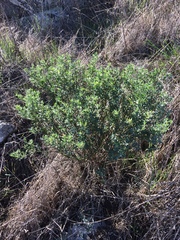 Acmispon dendroideus traskiae