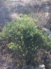 Acmispon dendroideus traskiae