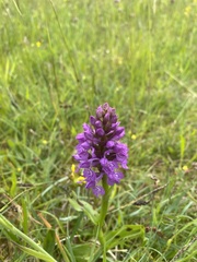 Dactylorhiza majalis