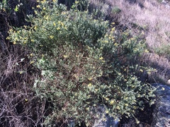 Acmispon dendroideus traskiae