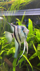 Pterophyllum