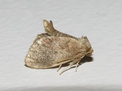 Packardia geminata