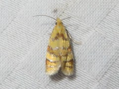 Phtheochroa vitellinana