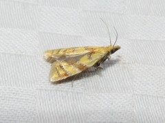 Phtheochroa vitellinana