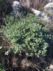 Acmispon dendroideus traskiae