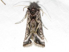 Autographa flagellum