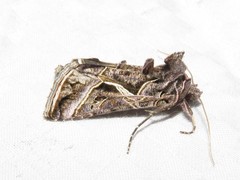 Autographa flagellum