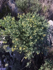 Acmispon dendroideus traskiae