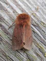 Phragmatobia assimilans