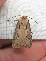 Agrotis obliqua