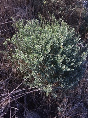Acmispon dendroideus traskiae