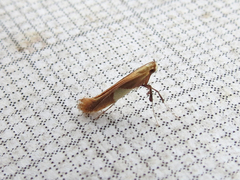 Caloptilia packardella