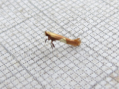 Caloptilia packardella
