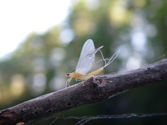 Ephemerella dorothea