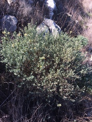 Acmispon dendroideus traskiae