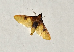 Pachynoa sabelialis