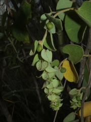 Cissampelos mucronata