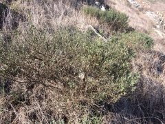 Acmispon dendroideus traskiae