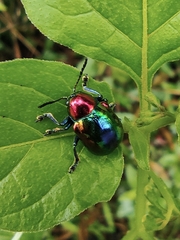 Platycorynus parryi