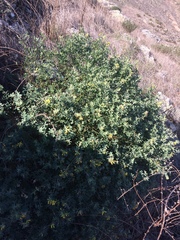 Acmispon dendroideus traskiae