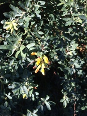 Acmispon dendroideus traskiae