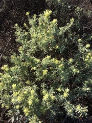 Castilleja grisea