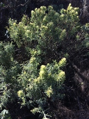 Castilleja grisea