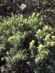 Castilleja grisea
