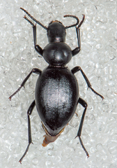 Tentyria rotundata