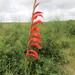 Gladiolus magnificus - Photo (c) Cody Coyotee Howard, some rights reserved (CC BY-NC), uploaded by Cody Coyotee Howard