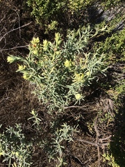 Castilleja grisea