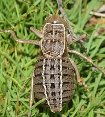 Pycnogaster inermis