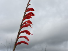 Gladiolus magnificus image