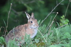 Sylvilagus obscurus