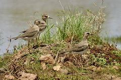 Charadrius veredus