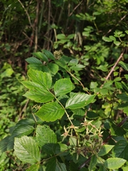 Rubus coreanus