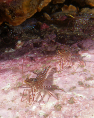 Rhynchocinetes serratus