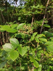 Rubus coreanus