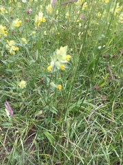 Rhinanthus alectorolophus