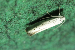 Yponomeuta malinellus