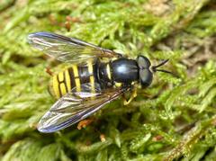 Chrysotoxum fasciolatum