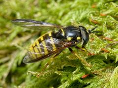Chrysotoxum fasciolatum