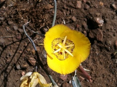 Calochortus concolor