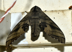 Marumba dyras