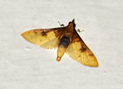Pachynoa sabelialis