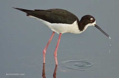 Black-necked Stilt, photo 7 of 10