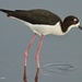 Hawaiian Stilt - Photo (c) Kevin Schafer, some rights reserved (CC BY-NC-ND), uploaded by Kevin Schafer
