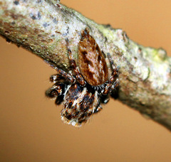 Paraphilaeus daemeli