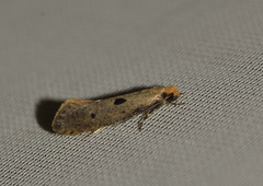 Tinea trinotella