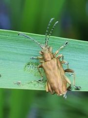 Donacia bicolora